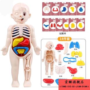 人体结构拼图立体3d模型蒙氏早教积木男孩3-6岁儿童8益智9玩具10