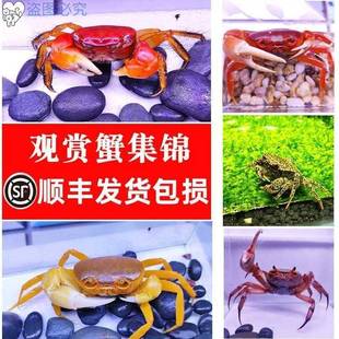 迷你可以养 小螃蟹水族箱爬行小动物家养鱼缸观赏可爱宠物淡水