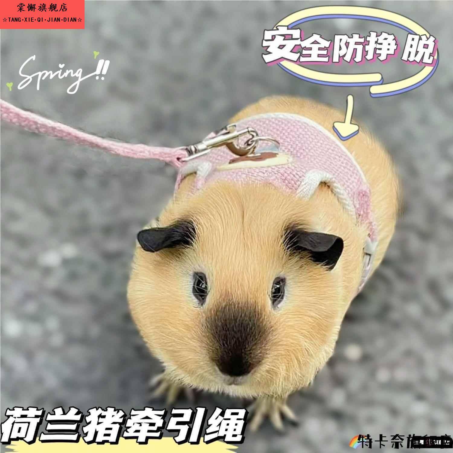 荷兰猪牵引绳豚鼠天竺鼠侏儒兔龙猫外出专用遛绳超小可调小宠通用