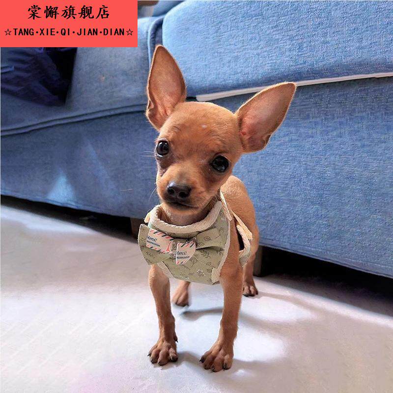 迷你杜宾小鹿犬专用牵引绳吉娃娃小体犬小狗狗奶狗1斤超小体幼犬