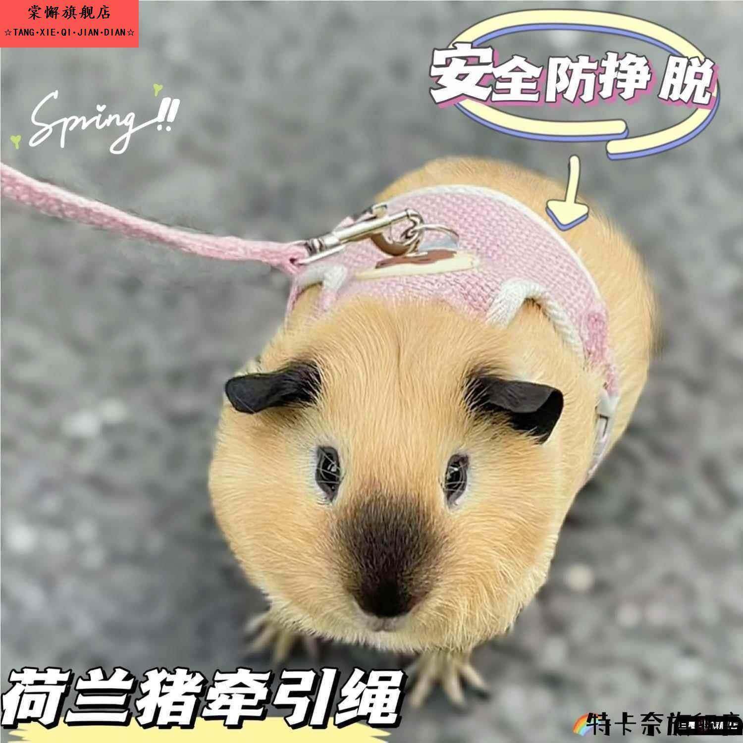 荷兰猪牵引绳豚鼠天竺鼠侏儒兔龙猫外出专用遛绳超小可调小宠通用,宠物/宠物食品及用品,猫牵引绳,淘宝优惠券,粉丝福利购,淘宝优惠卷