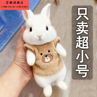 侏儒兔冬季保暖衣服超小号1斤内幼兔棉衣防寒冷龙猫荷兰猪的衣服
