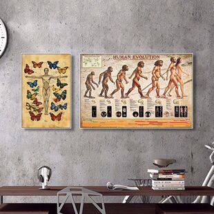 人类文明进化史装饰画学校教育科普挂画生物骨骼研究所医学院壁画