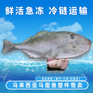 进口马面鱼耗儿鱼特大整条3斤一条整箱20斤批发商用冰冻海鲜水产