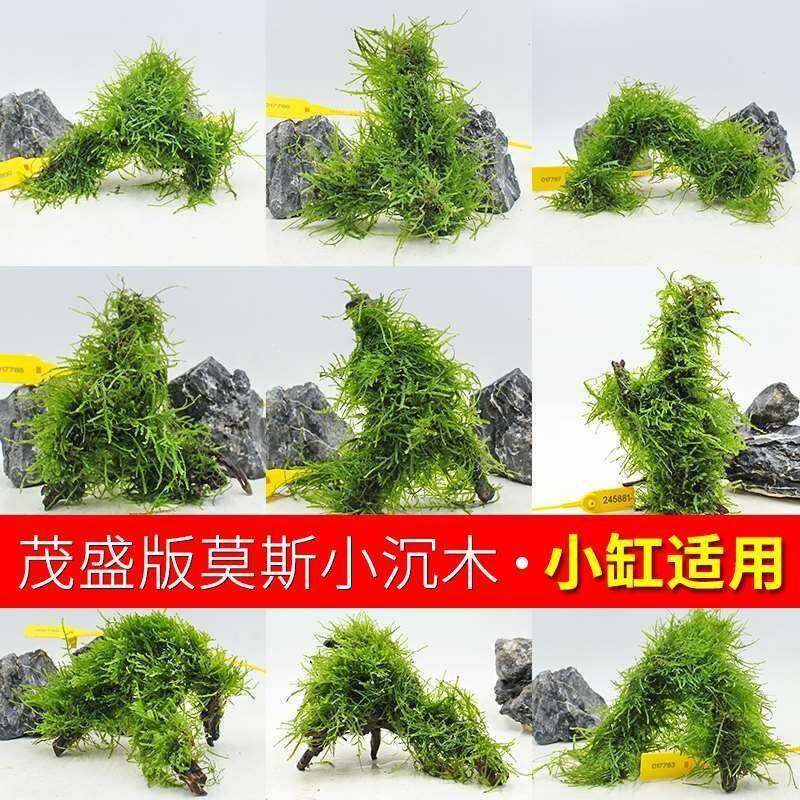 沉拱桥大三角莫景斯树成品鱼缸造木水草植物天小号树根定植厂家直