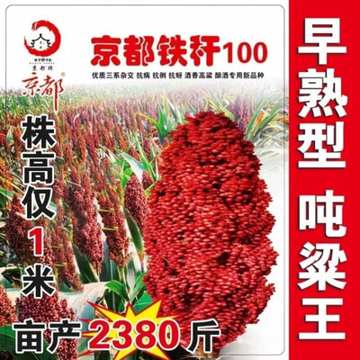 矮杆酒糯高粱王超吨100 种子铁杆红高粱矮杆抗鸟酿造型高产高粱籽