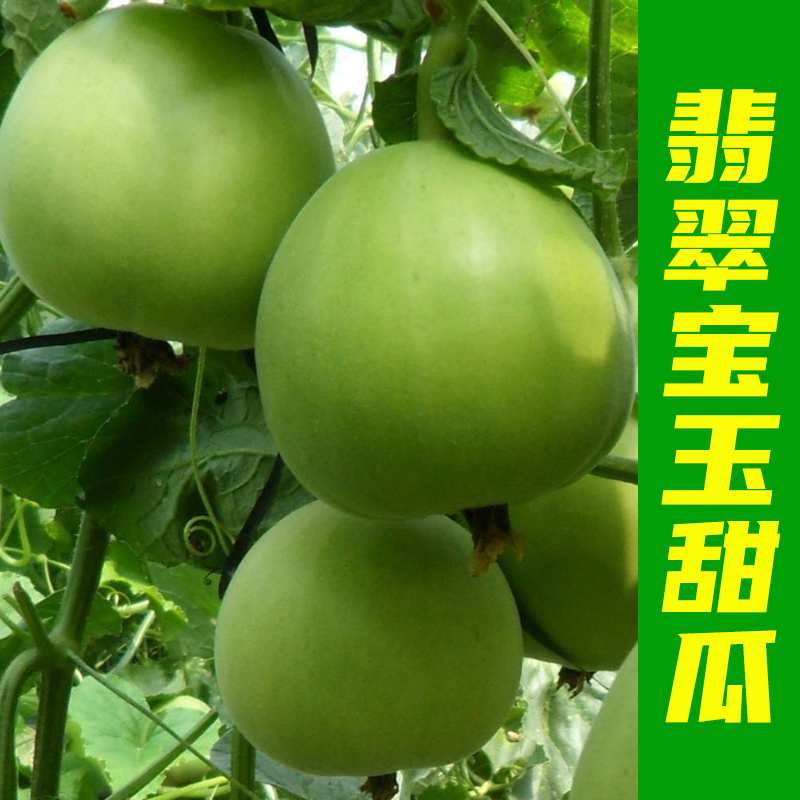 翡翠宝玉甜瓜种子早熟薄皮香瓜种孑蔬菜种籽春夏秋四季阳台盆栽苗