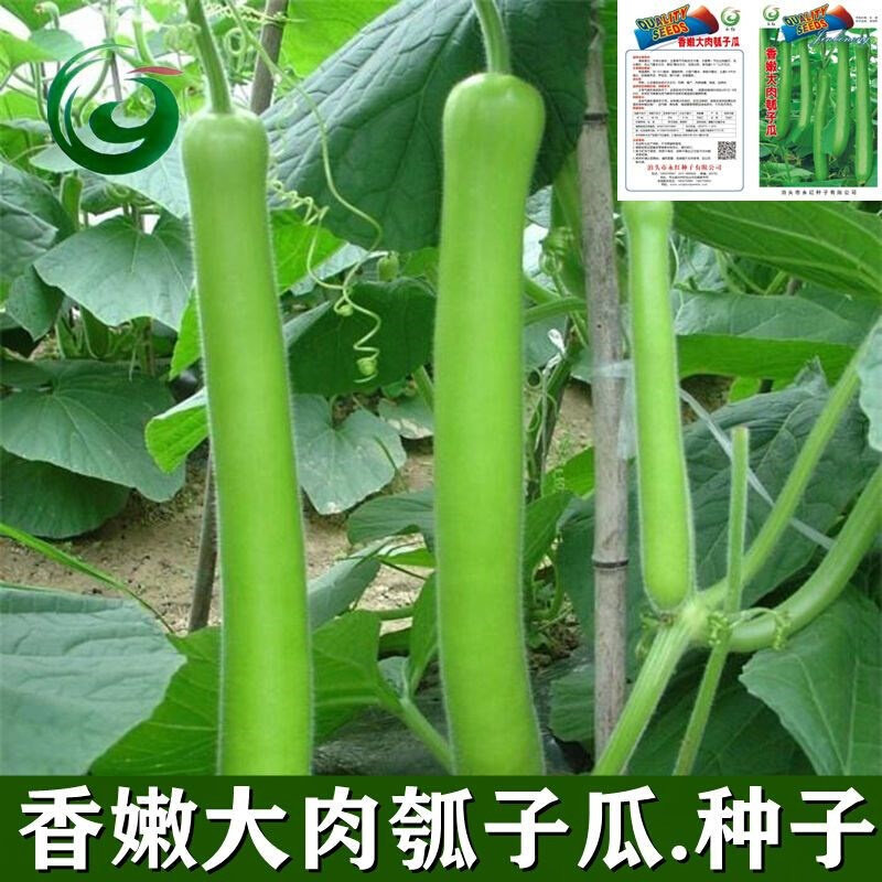 种子长瓠子瓜大肉香嫩瓠瓜蔬菜种子水瓜白瓜北瓜四季蔬菜种子高产