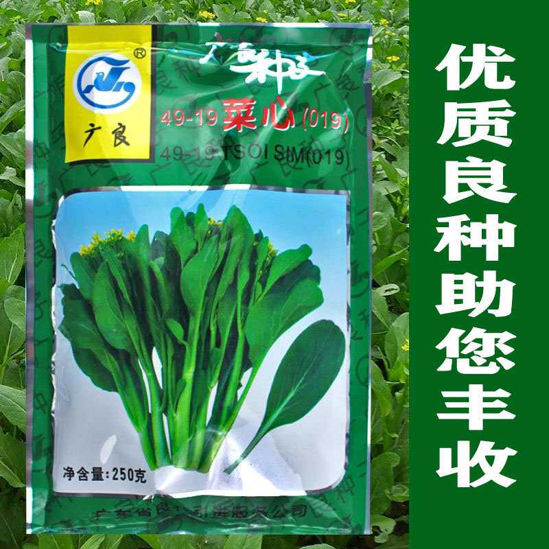 新西兰四九菜心 甜菜心 蔬菜种子油菜苔种子 油青 夏季 高产盆栽