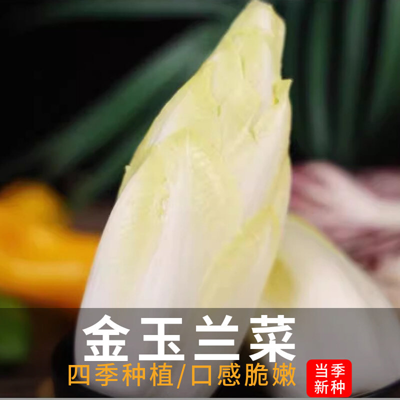 金玉兰菜种子四季高产易种家庭种子菊苣小院盆栽种植特色蔬菜种子