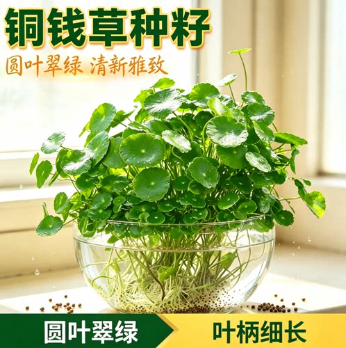 铜钱草草籽大叶子水养种籽四季播种水培植物花卉盆栽室内常绿种子