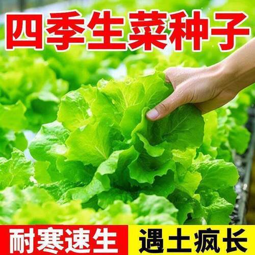 正宗甜脆意大利生菜种子