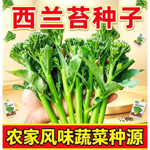 美味西兰苔种子分支多口