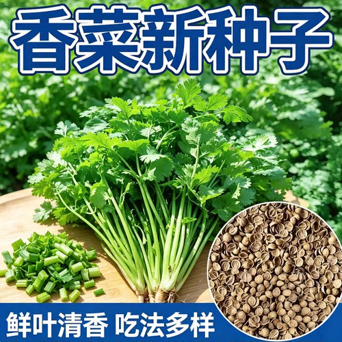 香菜种子四季易种耐热耐抽苔阳台水果蔬菜种子水果农家四季香菜
