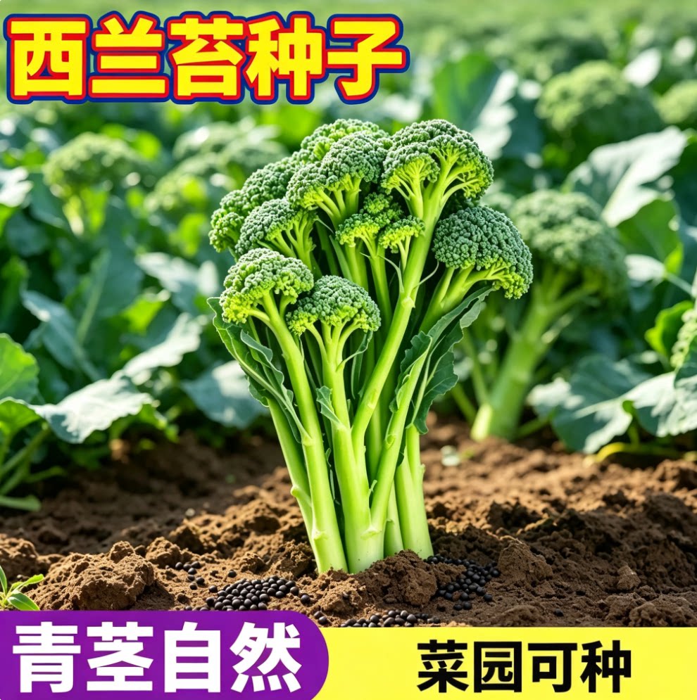 美味西兰苔种子西兰花菜苔种子耐抽苔花菜苔阳台盆栽蔬菜耐寒简单图片