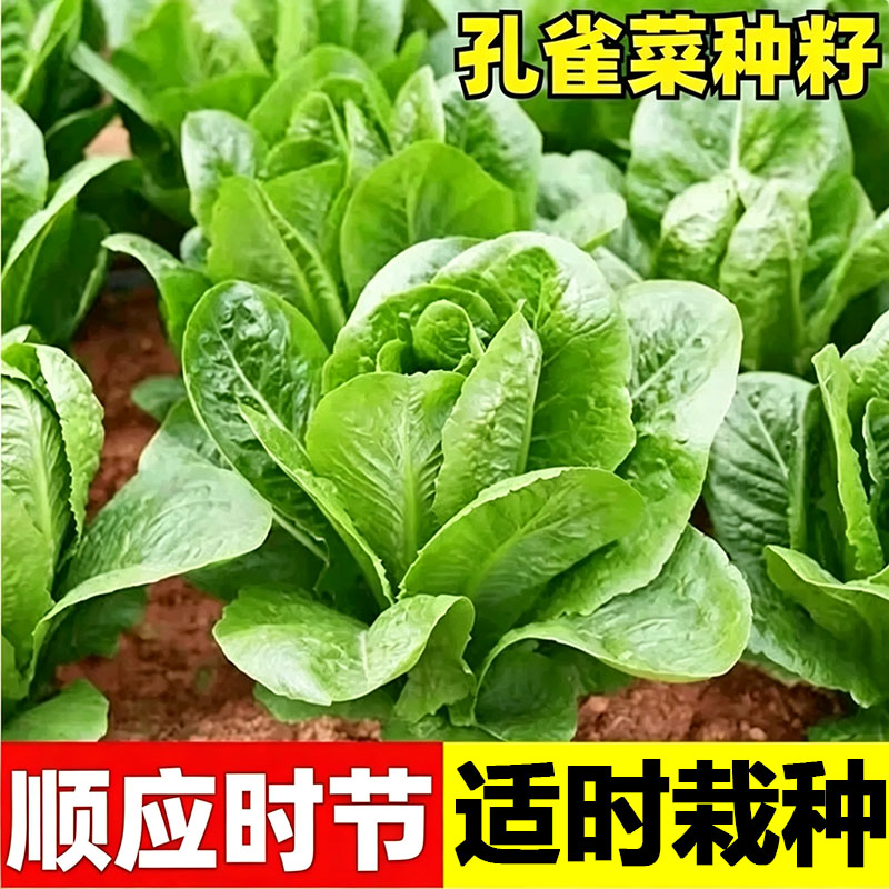 正宗绿孔雀菜种子四季青菜沙拉菜种孑籽盆栽菜种籽大全