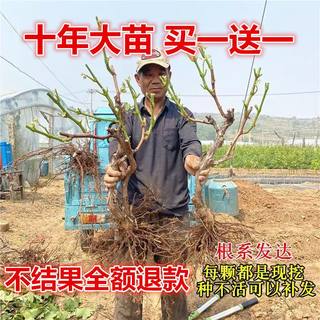 葡萄树苖盆栽地栽南北方品种种植大苗爬藤果树苗蓝宝石巨峰葡萄苗