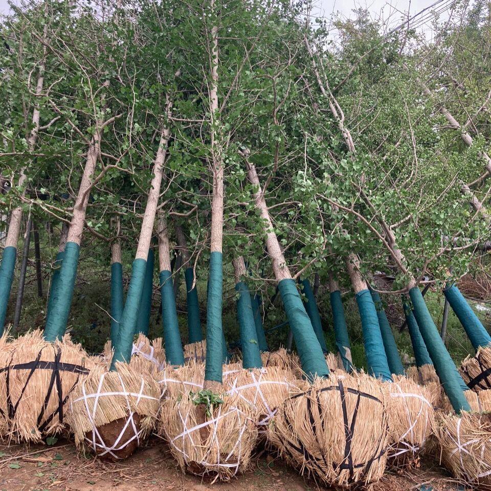 银杏树苗白果活苗庭院占地绿化苗木行道树金叶银杏苗全国种植包活