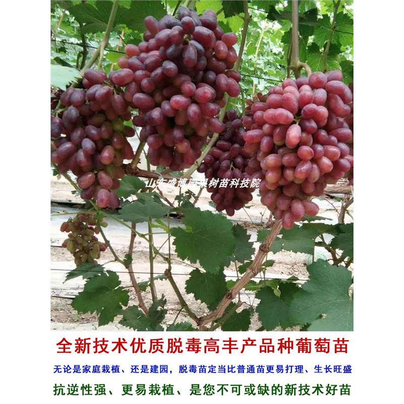 巨盛一号葡萄苗特早熟无核爬藤葡萄树苖北南方种植当年结果果树苗