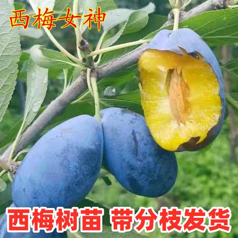 西梅树苗嫁接西梅皇后西梅女神蓝蜜西梅苗地栽盆栽种植当年结果苗