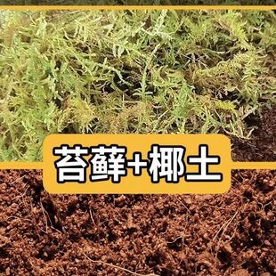爬宠垫材苔藓保湿乌龟冬眠青苔过冬用品椰土砖草龟巴西龟过冬小窝