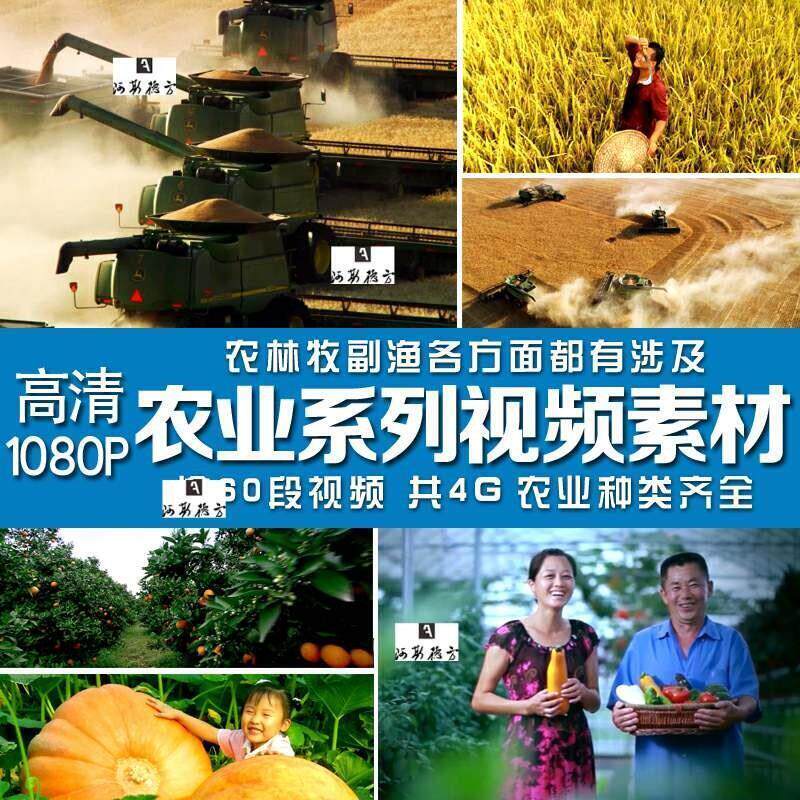 农业视频素材小麦收割航拍丰收农民收货喜悦笑脸农村三农粮食种植