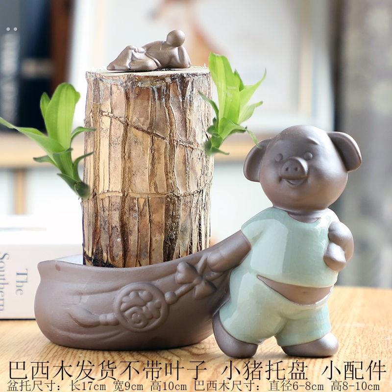 巴西木盆器巴西木幸运木盆栽幸运木摆件办公室桌面小盆栽家居装饰