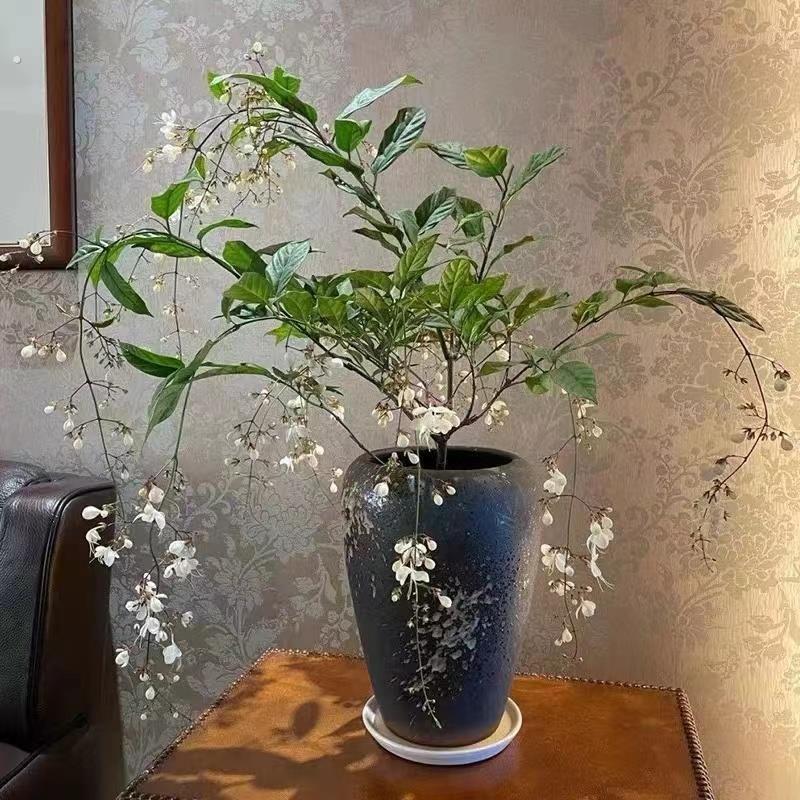 垂丝茉莉专用花盆陶瓷简约大方家用紫砂高档陶瓷大号