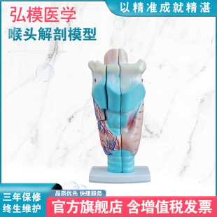 弘模HOM/XC301喉头解剖模型会厌软骨运动、呼吸道、发音气管人体解剖结构教学仿真直观教具