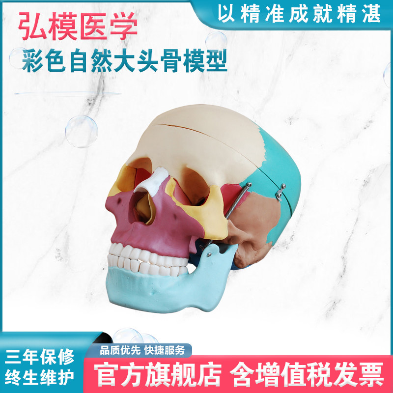 彩色自然大头骨模型弘模教学研究