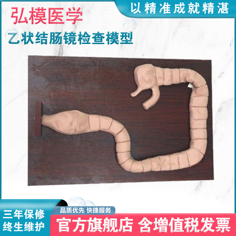 弘模hom/lv42乙状结肠镜检查模型 肠镜检查演示训练教学模型 自然大