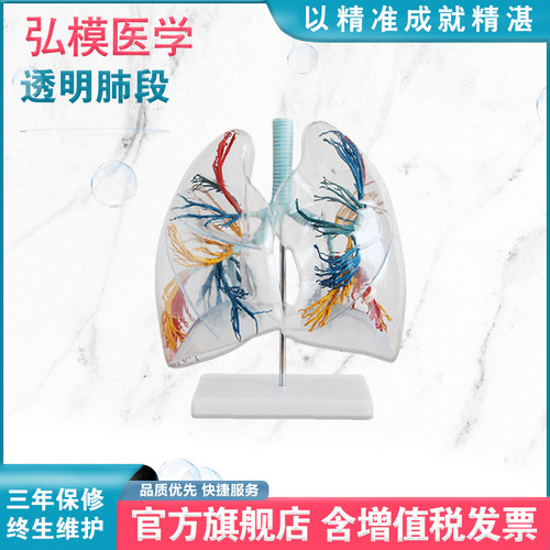 透明肺段模型弘模人体肺部标本