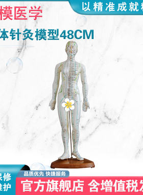 弘模针灸穴位人体模型家用中医用教学人体经络清晰印字穴位模型人男女全身模特 高清白色印字男款HOM/XC504