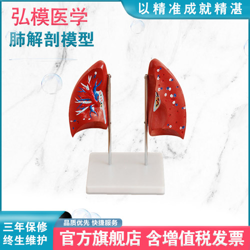 肺解剖自然大小模型弘模护理教学