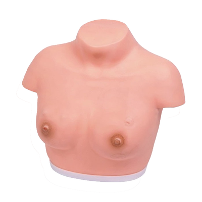 乳腺视诊触诊医学教学模型女性