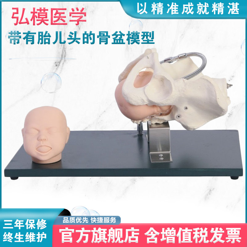 弘模HOM/F23骨盆模型带有胎儿头颅缝前后囟门胎儿娩出产钳胎儿吸引器