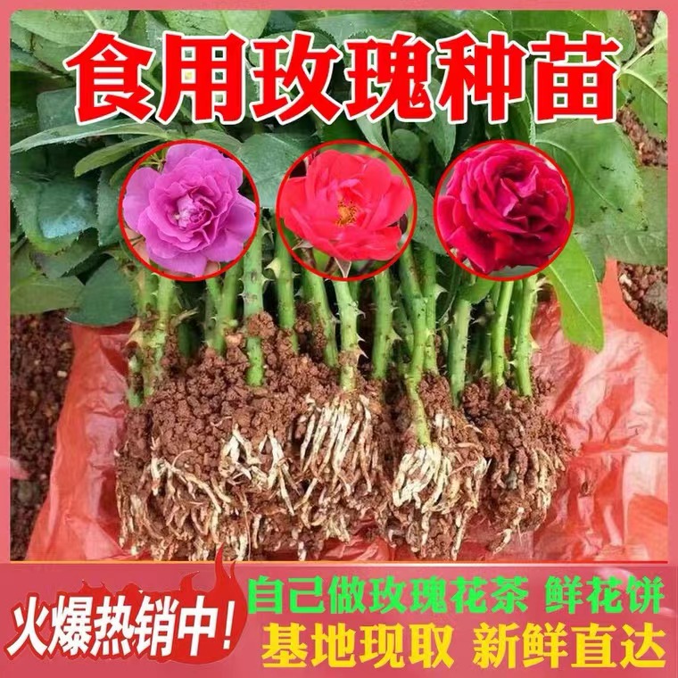 云南可食用玫瑰花苗滇红小苗金边墨红大马士革鲜花饼月季花茶种苗