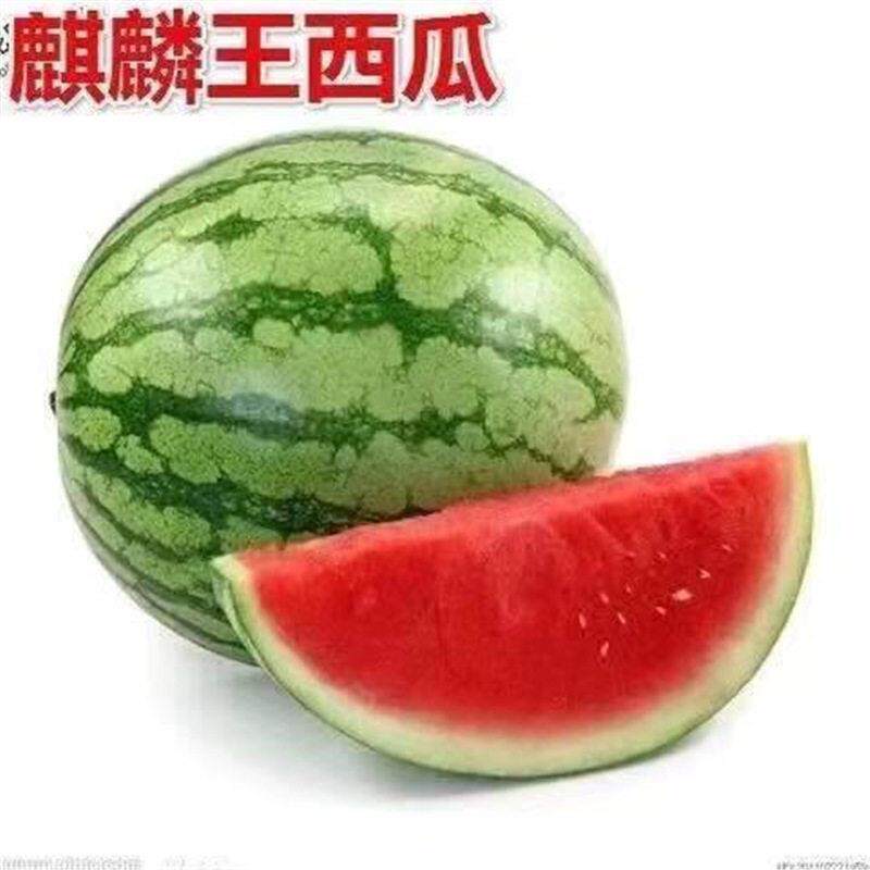 【下单立减50】西瓜苗8盆4KOD2麒麟4超甜无籽瓜秧苗栽地栽种西植Z