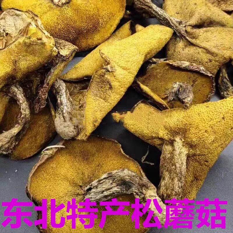 野生松蘑菇蘑菇松菇东北特产