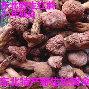 红蘑菇松树伞东北特产野生蘑菇肉蘑菇蘑菇小松蘑新鲜干货500g包邮
