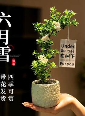 六月雪盆景老桩小盆栽重