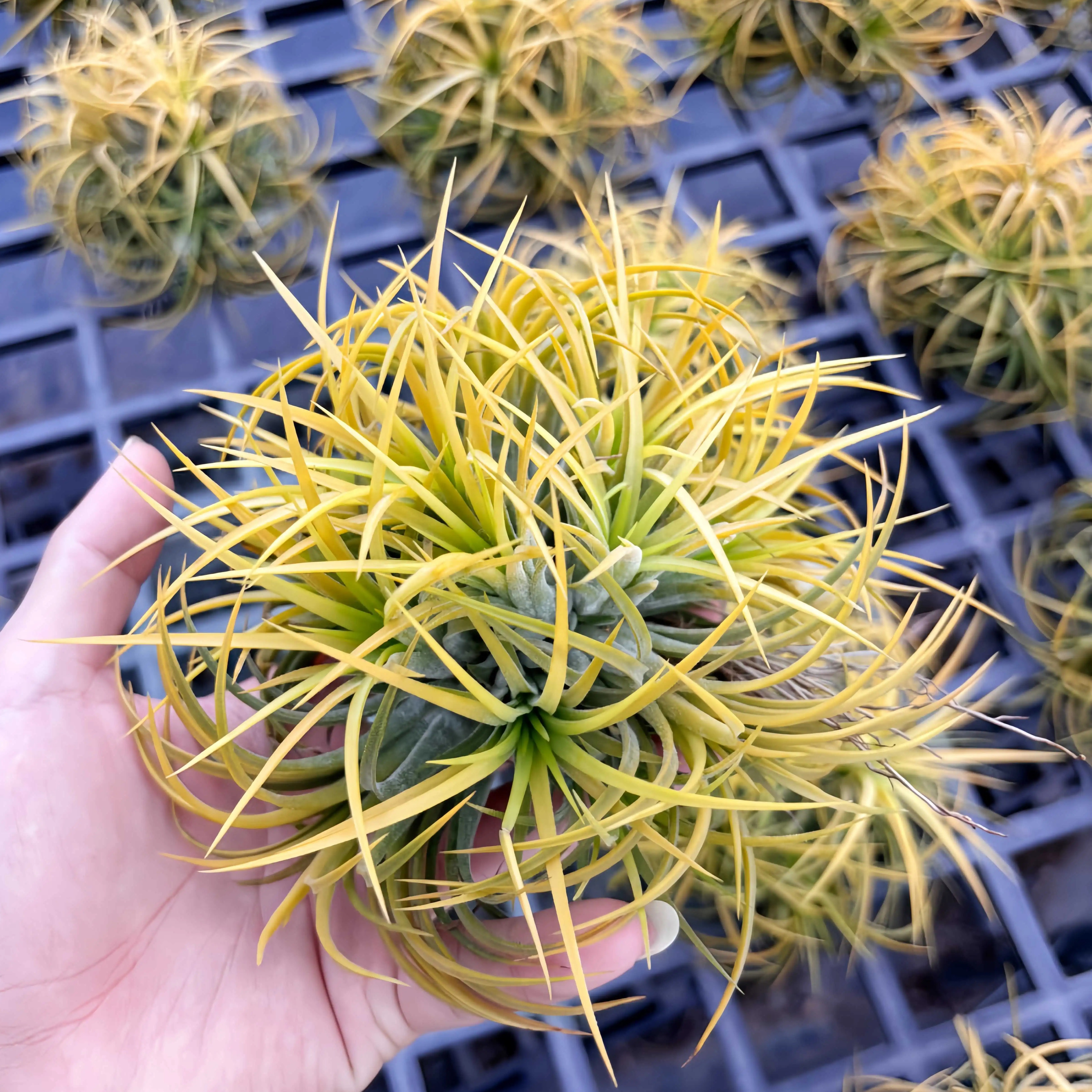 空气凤梨群生植物群生红黄绿精灵休斯顿群生福果群生无土栽培