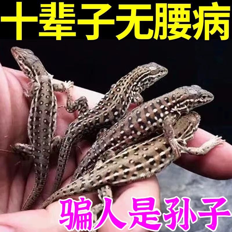 腰椎部位型膏药贴多买多送