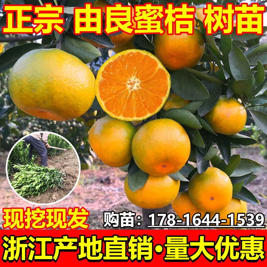 特早熟蜜桔果樹苗由良無籽蜜桔苗新品種庭院種植當年結果橘子樹苗