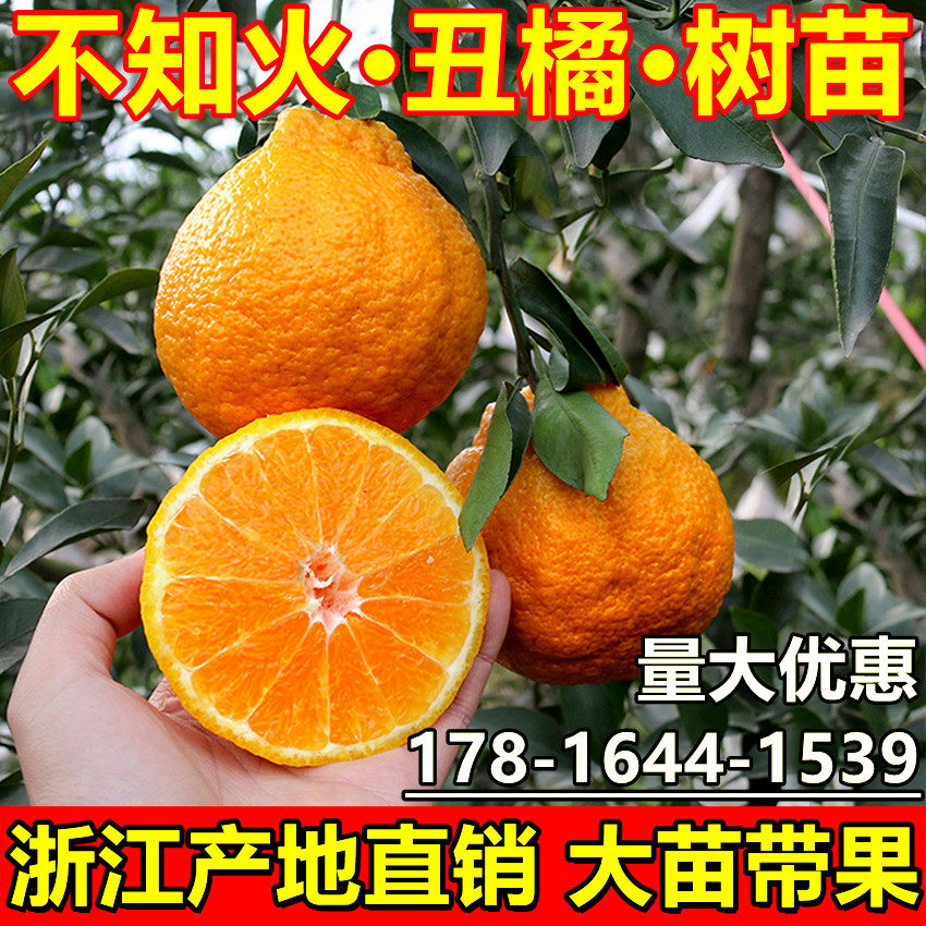 丑橘树苗柑橘苗丑八怪苗耙耙柑