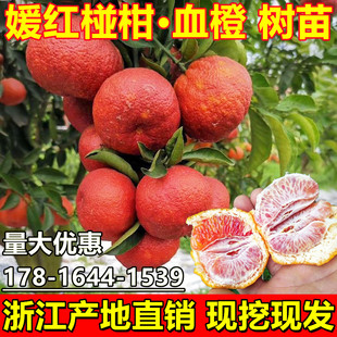 媛红椪柑树苗 血橙苗 红韵血柑晚熟柑橘树嫁接常绿果树盆栽地栽