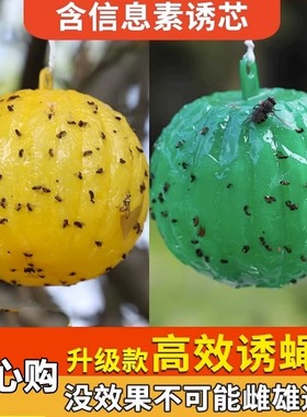 Fruit fly trap, indoor small flying insect extermination to