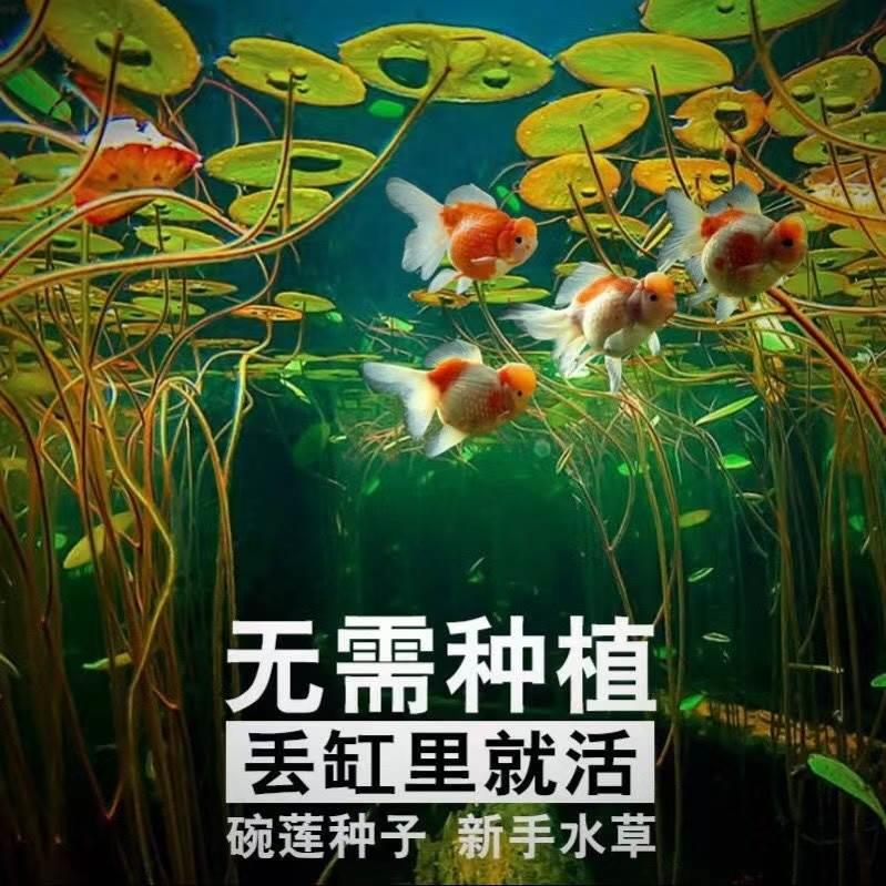鱼缸水草植物碗莲莲子种子造景种子盆栽懒人新手造景四季室内阳台