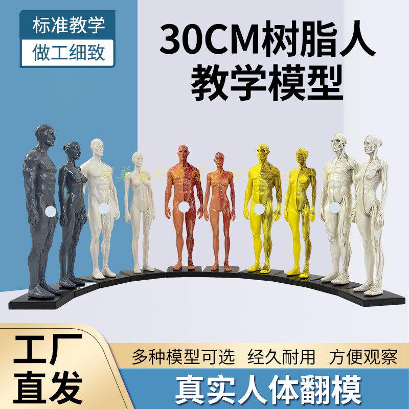 30cm绘画参考头骨模型半胸像艺用人体肌肉骨骼解剖结构 美术速写