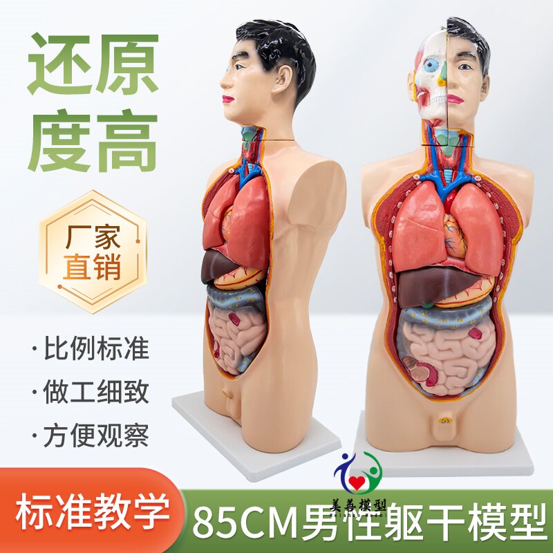 美善模型男性人体躯干解剖19件